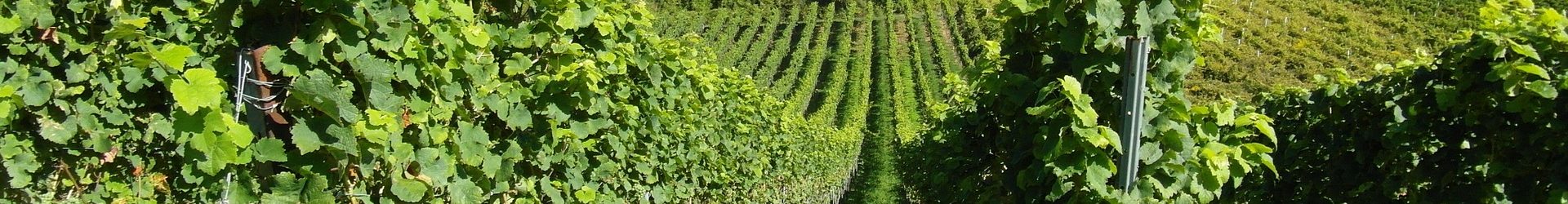 Die Pfalz: Deutschlands Weingebiet